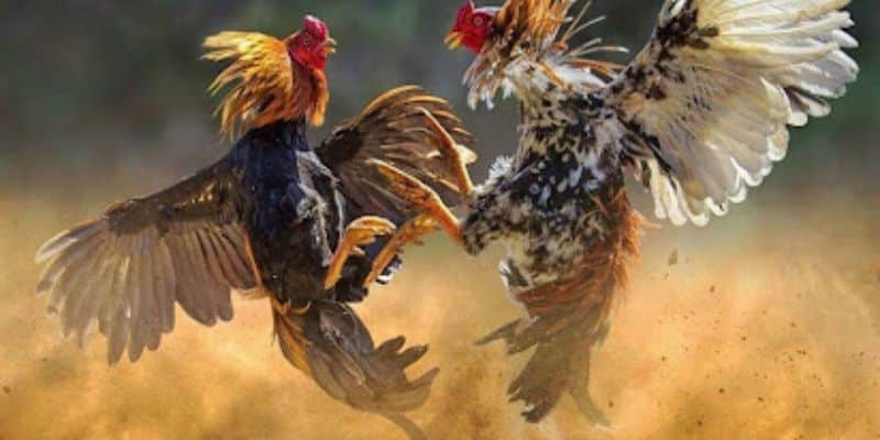 Đá gà Thomo - Thiên đường gà đá trực tuyến dành cho người Việt 4 Hướng dẫn đặt cược da ga Thomo
