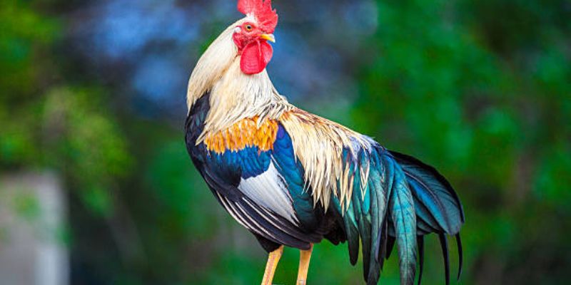 Khám phá cách xem ngày đá gà tốt nhất để tăng cơ hội thắng 1 Khám phá bí quyết: Cách xem ngày đá gà tốt nhất để thắng lợi