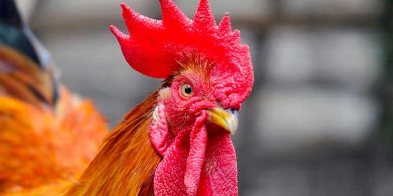 Khám phá cách xem ngày đá gà tốt nhất để tăng cơ hội thắng 2 Sự quan trọng của việc chọn ngày đá gà