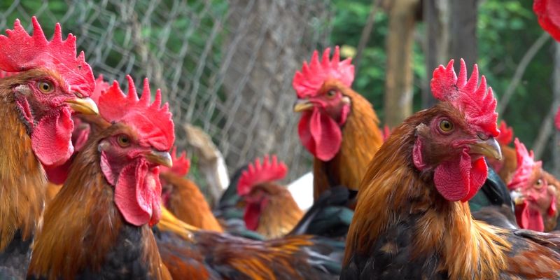 Khám phá cách xem ngày đá gà tốt nhất để tăng cơ hội thắng 3 Ảnh hưởng của ngày đá gà đến kết quả trận đấu
